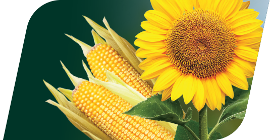 Тизер для онлайн трансляції заходу "Насіння та системи захисту кукурудзи і соняшнику від Bayer: прості формули складних рішень"